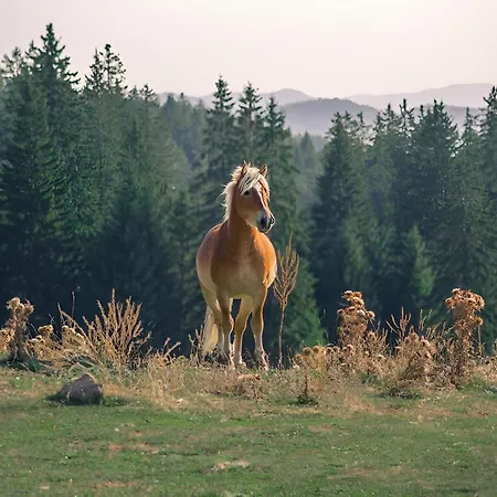 Carpe Diem * Παμπόροβο