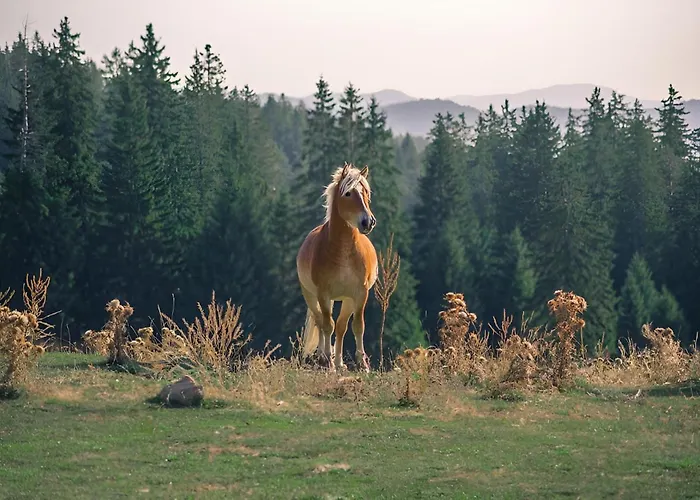 Carpe Diem * パンポロボ
